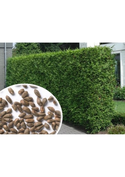 200 Adet Tohum Çit Mazı Ata Tohumu Organik Yeşil Duvar Çiti Tohum 4 Mevsim Yeşil