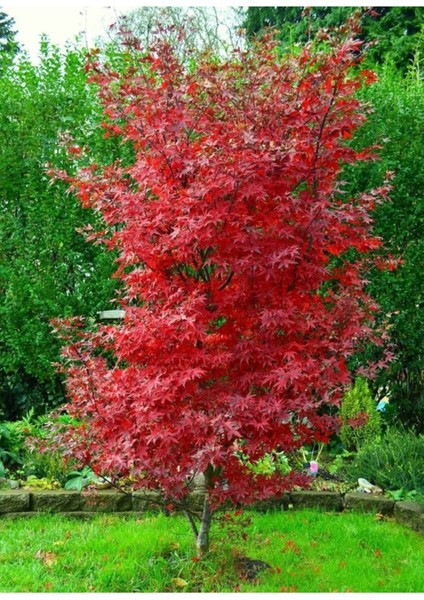 20 Adet Tohum Organik Taze Hasat Kırmızı Akçaağaç Japon Red Mople Ağaç Tohumnu Hediye Tohum
