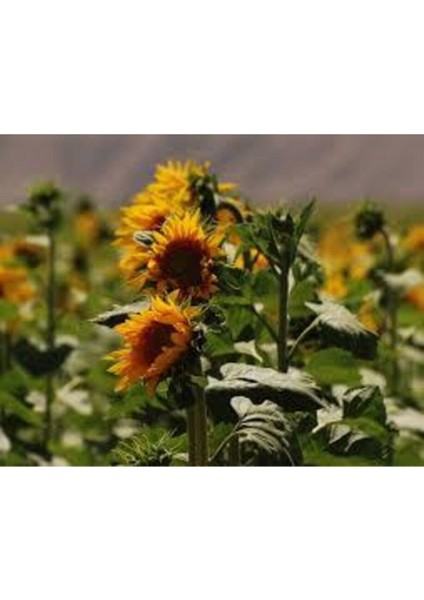 10 Adet Tohum Ay Çekirdeği Çiğdem Güne Bakan Tohumu Sürpriz Hediye Tohum