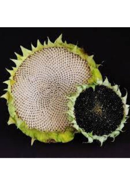 10 Adet Tohum Ay Çekirdeği Çiğdem Güne Bakan Tohumu Sürpriz Hediye Tohum fiyatları