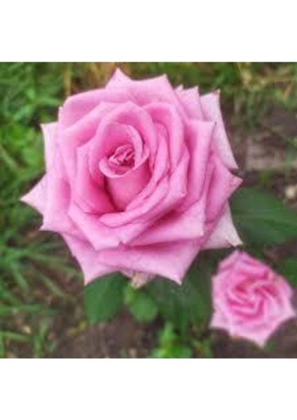 5 Adet Tohum Nadir Pembe Gül Tohumu Pembe Bahçe Gülü Saksı Toprak