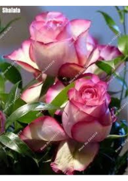 5 Adet Tohum Nadir Pembe Gül Tohumu Pembe Bahçe Gülü Saksı Toprak fiyatları