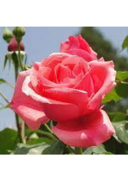 5 Adet Tohum Nadir Pembe Gül Tohumu Pembe Bahçe Gülü Saksı Toprak modelleri