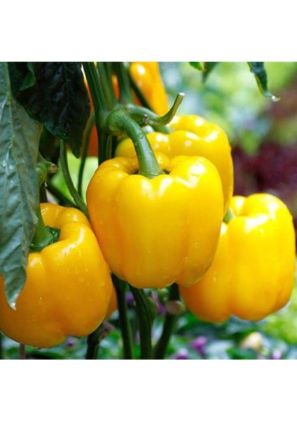 Sarı Tatlı Dolmalık Biber Tohumu 15 Adet Tohum fiyatları