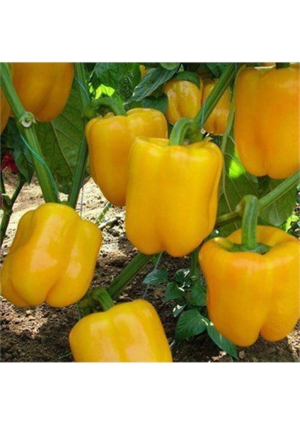 Sarı Tatlı Dolmalık Biber Tohumu 15 Adet Tohum modelleri