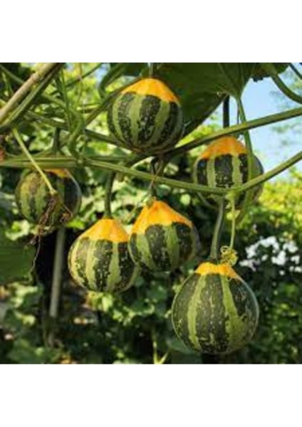 50 Adet Tohum Nadir Japon Sarı Yeşil Süs Kabak Tohumu Saksı Toprak Hediyeli