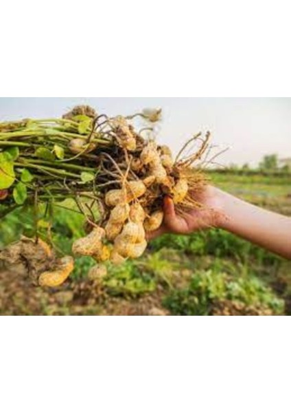 100 Adet Tohum Organik Bahçe Osmaniye Yer Fıstığı Tohumu Taze Hasat Fıstık Tohumu Hediye Tohumlu