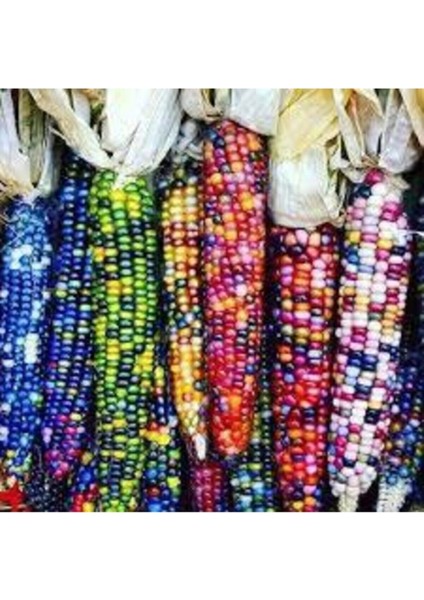 5 Adet Tohum Nadir Renkli Mısır Tohumu Renkli Mısır Hint Mısırı Yeni Mahsül Hormonsuz Verimli