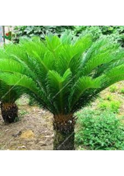 4 Adet Tohum Nadir Bulunan Skas Palmiye Ağacı Tohumu Sikas Ağacı Tohumu Cykas Japon Palmiye