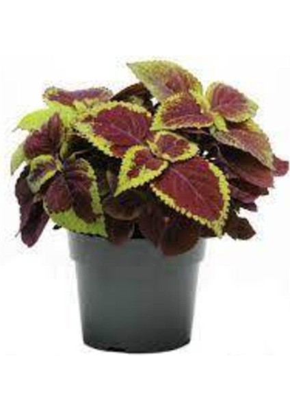 50 Adet Tohum Nadir Yaprağı Güzel Çiçeği Tohumu Güzel Yapraklı Çiçek Tohumu Hediye Tohumlu