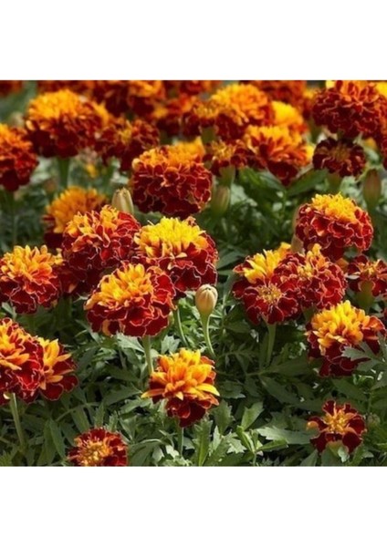 50 Adet Tohum Organik Hobi Balkon Saksılık Kadife Çiçeği Tohumu Hediye Tohumludur