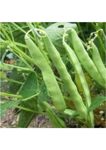 100 Adet Tohum Eko Paket İstanbul Boncuk Ayşe Kadın Kılçıksız Fasulye Tohumu Sürpriz Hediye Tohumlu