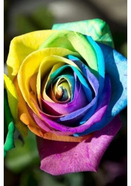 10 Adet Tohum Nadir Bulunan Gökkuşağı Rengarenk Gül Tohumu Saksı Toprak Hediyemizdir