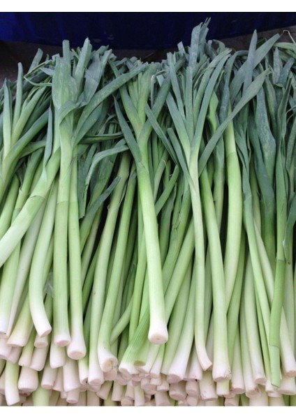 100 Adet Tohum Organik Bahçe Pırasa Prasa Tohumu Hobi Bahçe Acısız Taze Tohum Organik Hediye Tohumlu