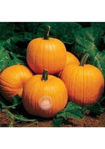 50 Adet Tohum Nadir Boşnak Bal Kabağı Tohumu Organik Doğal Kabak