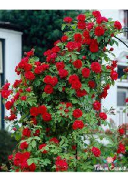 20 Adet Tohum Kırmızı Gül Sarmaşık Sarmaşık Kırmızı Gül Tohumu Saksı Toprak