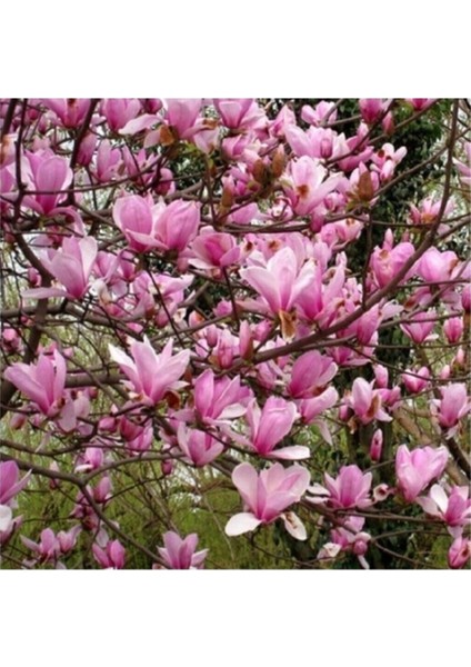 50 Adet Tohum Nadir Pembe Manolya Ağacı Tohumu Organik Taze Hasat Tohumlar