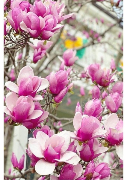 50 Adet Tohum Nadir Pembe Manolya Ağacı Tohumu Organik Taze Hasat Tohumlar fiyatları