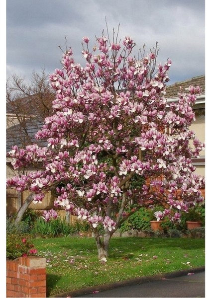 50 Adet Tohum Nadir Pembe Manolya Ağacı Tohumu Organik Taze Hasat Tohumlar modelleri