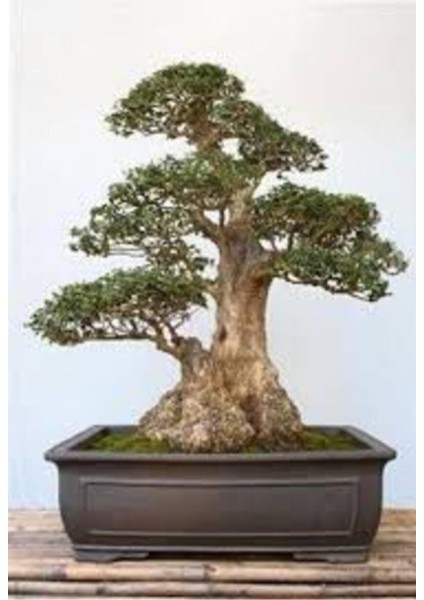 10 Adet Tohum Bodur Bonsai Lübnan Sediri Ağacı Bonzai Tohumu Saksı Toprak Hediyelidir