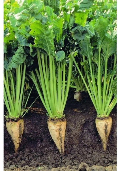 150 Adet Tohum Organik Niğde Şeker Pancarı Tohumu Hediye Tohumlu