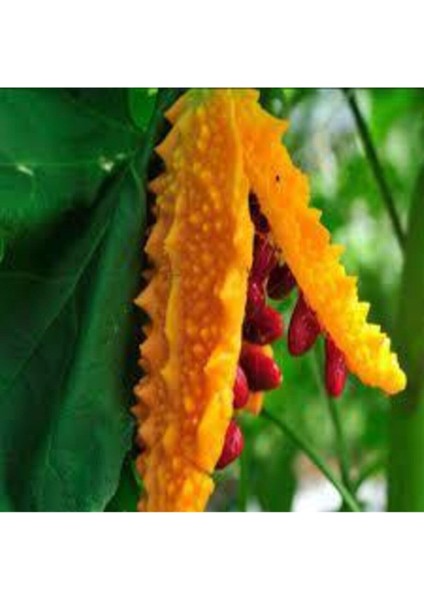 15 Adet Tohum Nadir Kudret Narı Tohumu Cennet Meyvesi Tohumu Süpriz Hediye Tohumlu modelleri