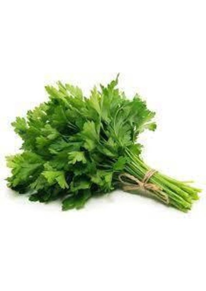 250 Adet Geniş Yaprak Maydonoz Tohumu