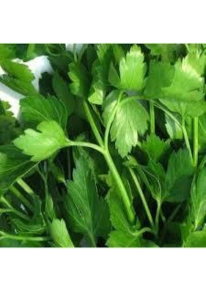 250 Adet Geniş Yaprak Maydonoz Tohumu fiyatları