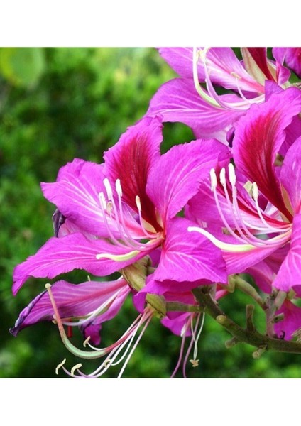 10 Adet Tohum Orkide Bonsai Ağacı Tohum Bodur Bonsai Orkide Ağacı Tohum Saksı Toprak Hediye Tohumlu