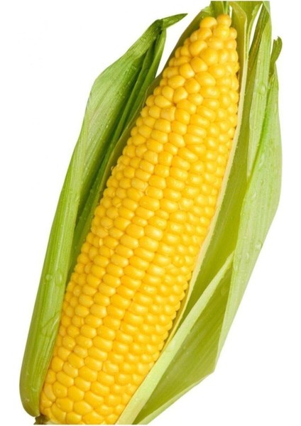 200 Adet Tohum Yeni Mahsül Organik İri Dişli Süt Mısır Tohumu Yumuşak Mahsul Mısır Tohumları