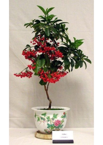 10 Adet Tohum Nadir Bulunan Bonsai Kahve Ağacı Tohumu Kahve Tohumu Hediye Tohumludur