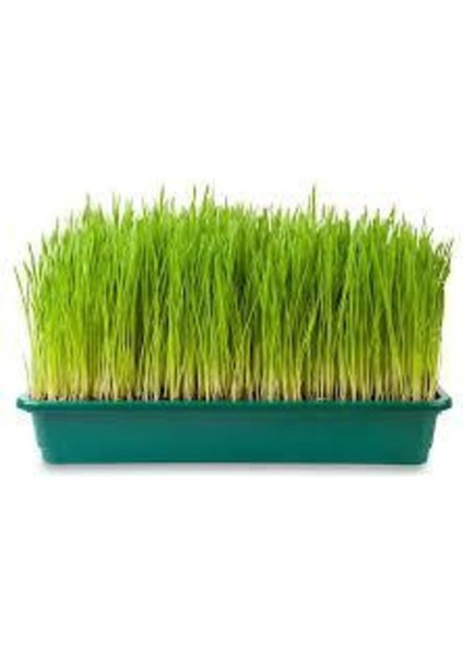 500 Adet Tohum Buğday Çimi Tohum Saksı Toprak Sürpriz Hediye Bonzai Ağacı Tohumludur