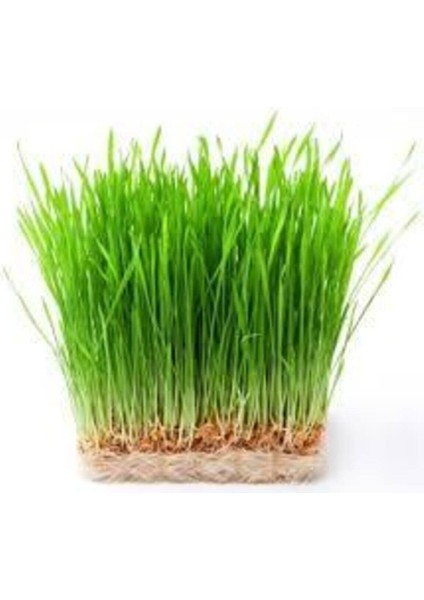 500 Adet Tohum Buğday Çimi Tohum Saksı Toprak Sürpriz Hediye Bonzai Ağacı Tohumludur fiyatları