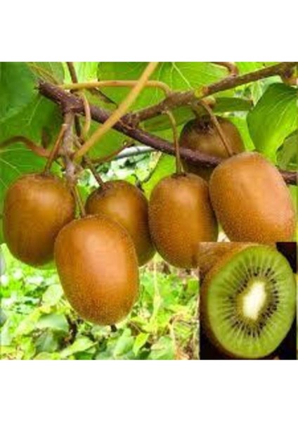 10 Adet Tohum Kivi Ağacı Tohumu Yeşil Tatlı Kivi Tohumu Sürpriz Hediye Bonsai Ağacı Tohumludur