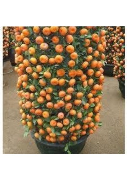 10 Adet Tohum Bodur Bonsai Mandalina Bonzai Ağacı Tohum Süpriz Hediye Bonsai Ağacı Tohum