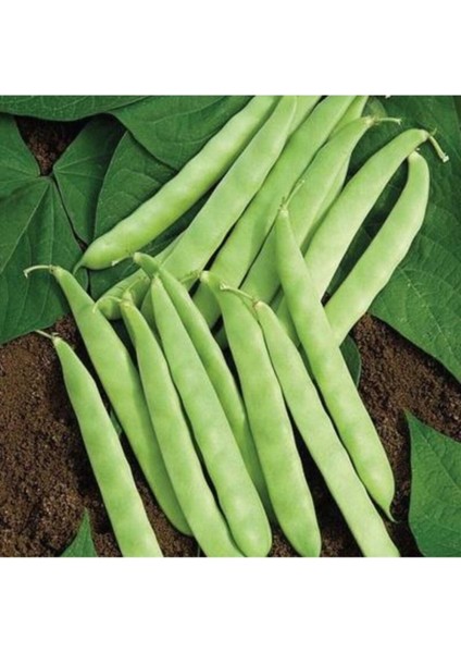 30 Adet Tohum Organik Yerli Köy Ayşe Kadın Kılçıksız Fasulye Sürpriz Hediye Tohumludur