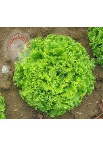 200 Adet Tohum Nadir Samba Kıvırcık Marul Tohumu Taze Hasat Köy Tohumu Hediye Tohum