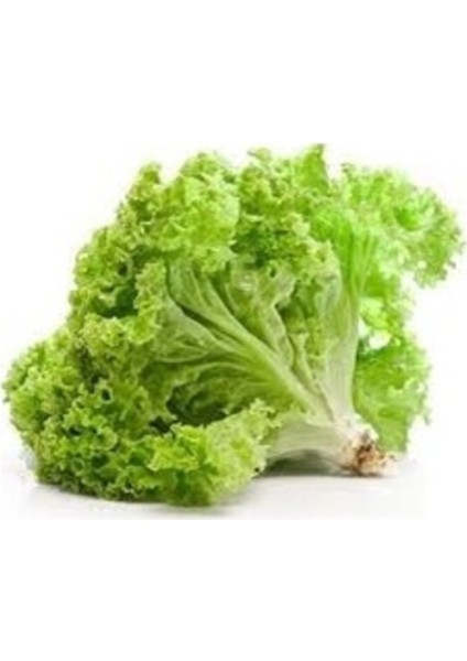 200 Adet Tohum Nadir Samba Kıvırcık Marul Tohumu Taze Hasat Köy Tohumu Hediye Tohum fiyatları