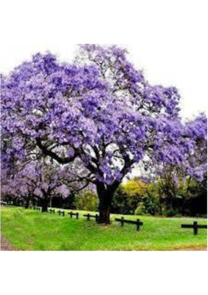 50 Adet Tohum Nadir Organik Mavi Çin Kavak Ağacı Tohumu Taze Organik Tohum Hediye Tohumlu