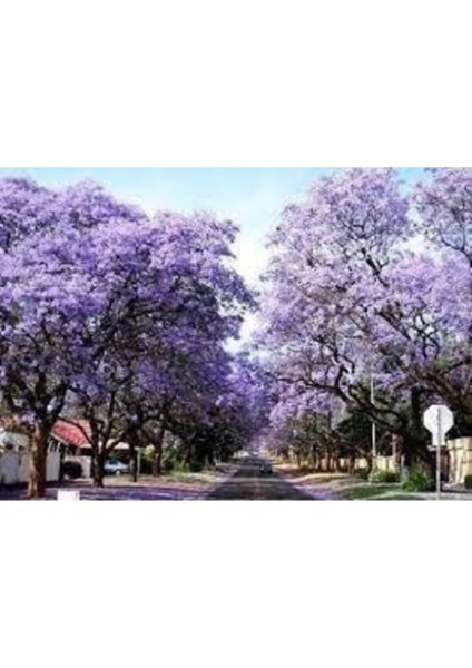 50 Adet Tohum Nadir Organik Mavi Çin Kavak Ağacı Tohumu Taze Organik Tohum Hediye Tohumlu fiyatları