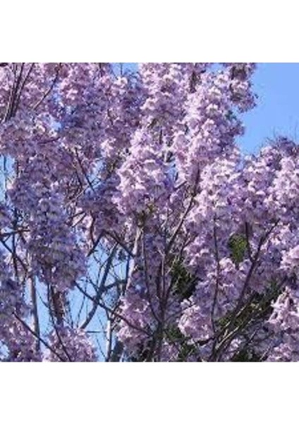 50 Adet Tohum Nadir Organik Mavi Çin Kavak Ağacı Tohumu Taze Organik Tohum Hediye Tohumlu modelleri