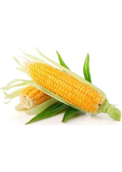 200 Adet Tohum Taze Tohum Nadir Sarı Yumuşak Süt Mısır Tohumu Yeni Mahsul Organik