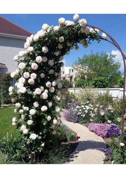 20 Adet Tohum Nadir Beyaz Sarmaşık Gül Tohumu Bahçe Gülü Organik Kaliteli Organik Bahçe Saksı Toprak