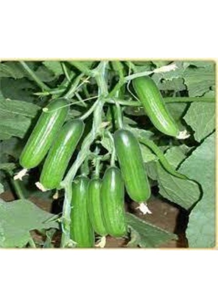 Silor Parmak Salatalık 20 Adet