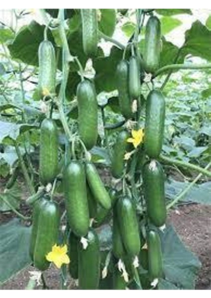 Silor Parmak Salatalık 20 Adet fiyatları