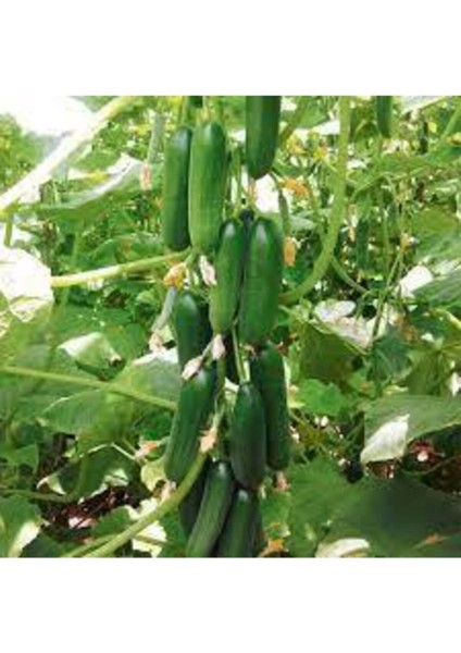 Silor Parmak Salatalık 20 Adet modelleri