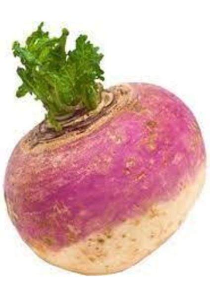 50 Adet Tohum Süper Paket Şalgam Turpu Tohumu Turp Tohumu Sürpriz Hediye Tohumludur