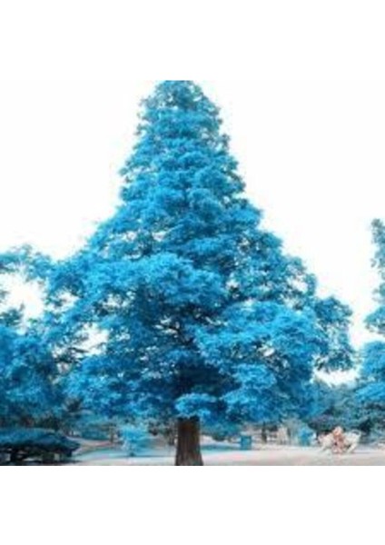 5 Adet Tohum Nadir Mavi Ladin Ağacı Tohumu Mavi Ladin Sürpriz Hediye Tohum