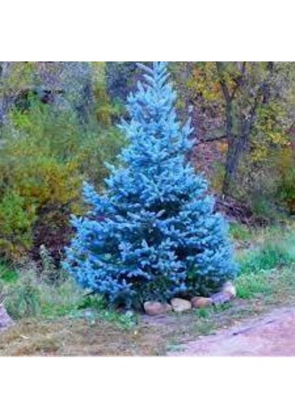 5 Adet Tohum Nadir Mavi Ladin Ağacı Tohumu Mavi Ladin Sürpriz Hediye Tohum fiyatları