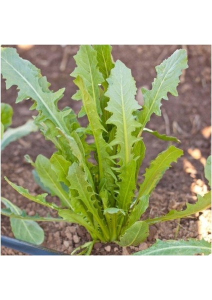 2000 Adet Tohum Nadir Hindiba Hindibağ Tohumu Hindi Bağı Tohumu Organik Bahçe Sürpriz Hediye Tohumlu